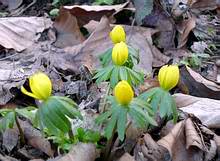 Winterlinge
